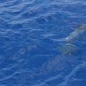 SeaDragon Delivery-178